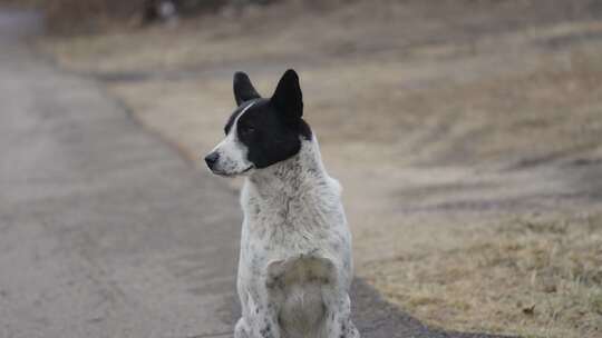 中华田园犬