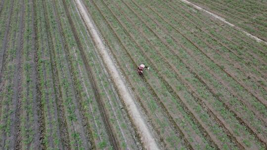 航拍种植西红柿4K实拍视频