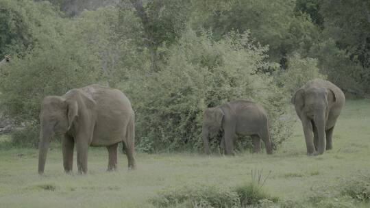 大象 亚洲象 非洲象 动物园 野生动物视频素材模板下载
