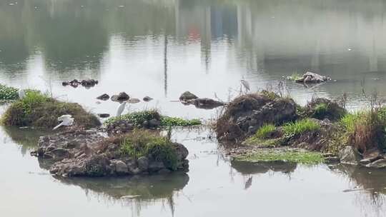 湿地公园白鹭河水2