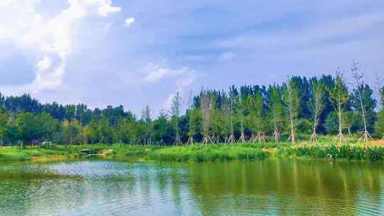 夏天清新明媚的阳光下绿色湿地生机勃勃