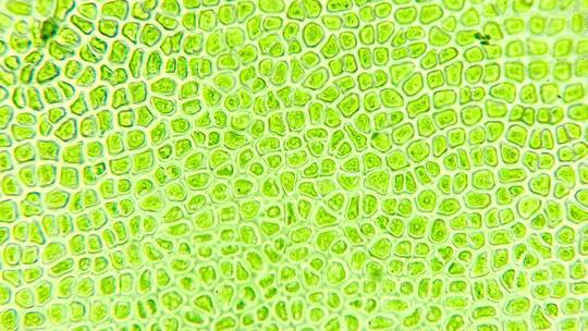 显微镜下的藻类细胞