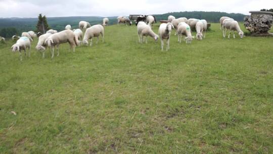 草地上的羊群4K
