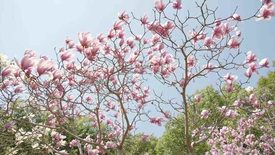 玉兰花花朵春天春暖花开空镜