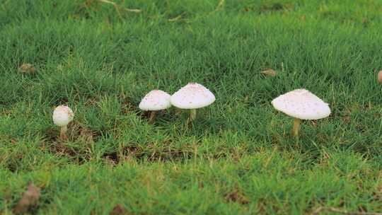 绿色草地上的白色蘑菇特写