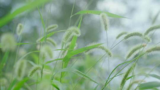 草丛狗尾巴草