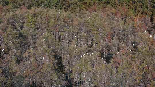 佛山市顺德伦教大涌水杉湿地候鸟白鹭群