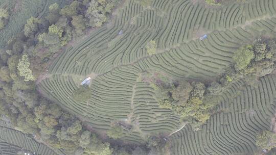 杭州西湖梅家坞茶园茶山