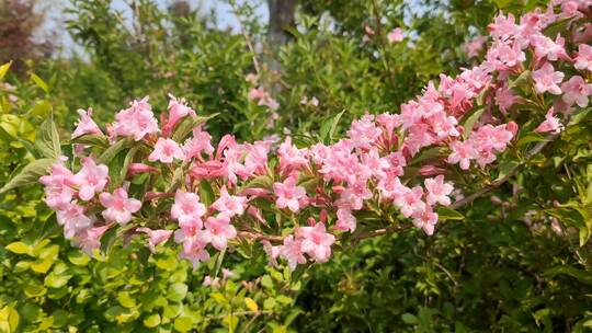 锦带花山花烂漫高清实拍特写视频素材