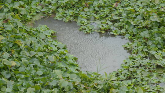 4K雨水落在池塘浮萍上空镜