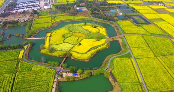 油菜花田