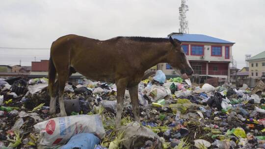 马站在尼日利亚的垃圾堆视频素材模板下载