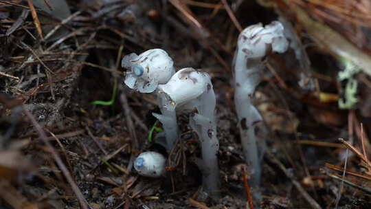 幽灵草水晶花梦兰花水晶兰植物野生植物视频素材模板下载