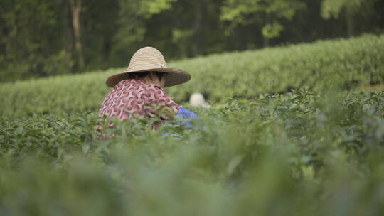 茶茶叶红茶艺采茶泡茶红茶山春茶道茶园农业