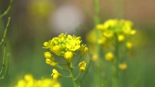 油菜花