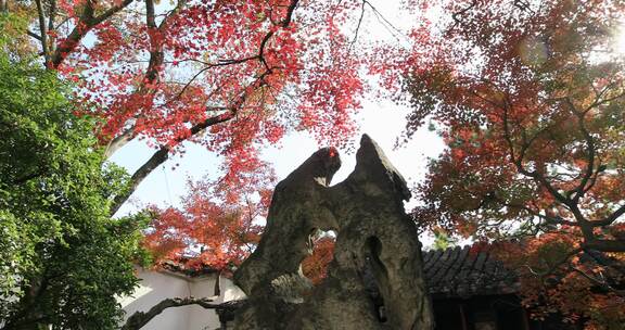 秋天园林阳光红枫红叶美景