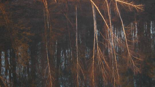 树木倒映在湖面上视频素材模板下载