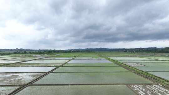 航拍江汉平原农业水稻田农田乡村田园风景