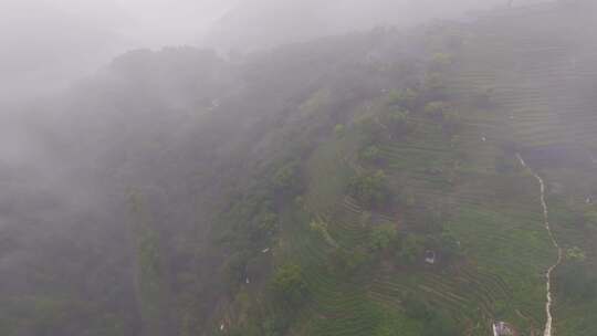 杭州西湖翁家山龙井茶园云雾风光