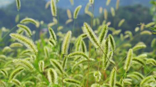 狗尾巴草草丛野草植物狗尾草公园唯美风景