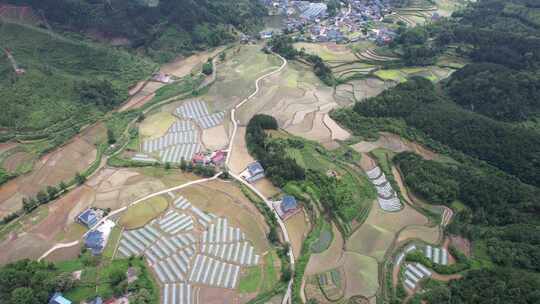 俯拍农田农业种植水田水稻