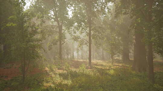 阳光穿过树枝，在晨雾中发光视频素材模板下载