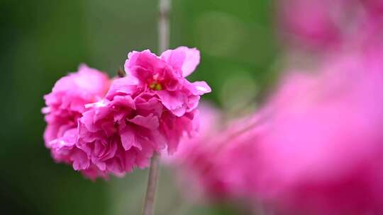 粉色樱花素材唯美浪漫樱花