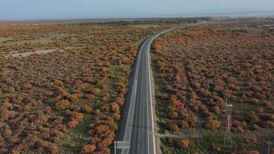 红柳，道路，航拍