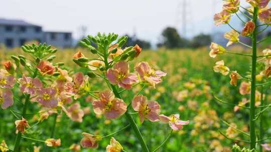 油菜花春天油菜花海油菜花田菜花花海