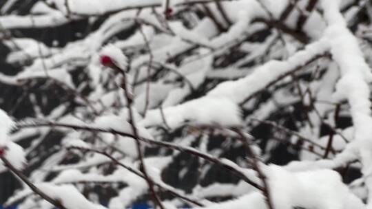 树枝上的积雪雪松落雪