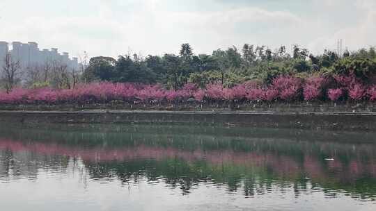 成都锦江河畔望江楼公园春日红梅花开风光