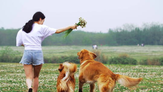 美女和宠物犬金毛狗在春天鲜花草地上玩耍