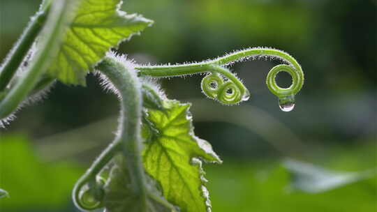 8K植物露珠露水空镜白露节气自然