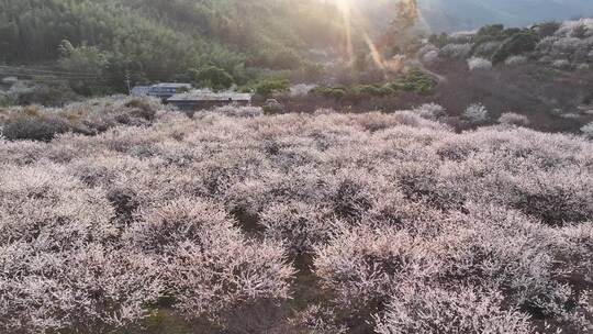 中国广东省广州市从化区广州流溪东星村梅花