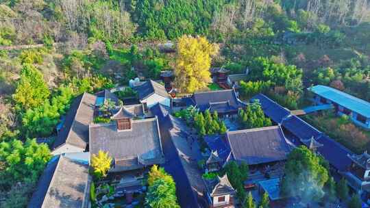 古观音禅寺银杏树秋景