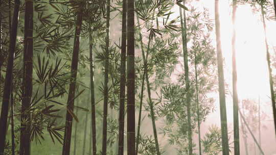 竹子竹林意境