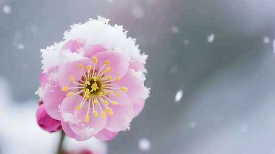 覆雪粉色梅花特写