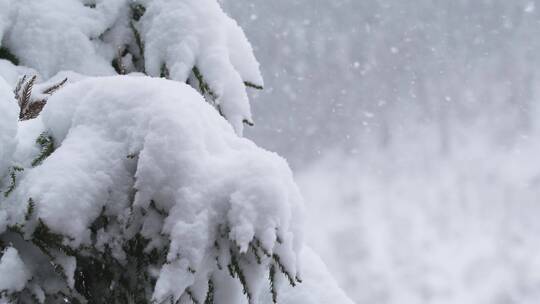 冬天公园下雪