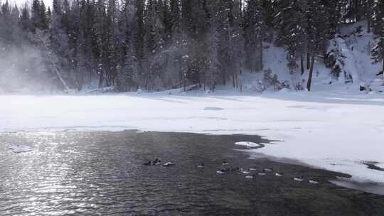 冬季喀纳斯晨雾雪蘑菇雾凇冰河野鸭雪山森林