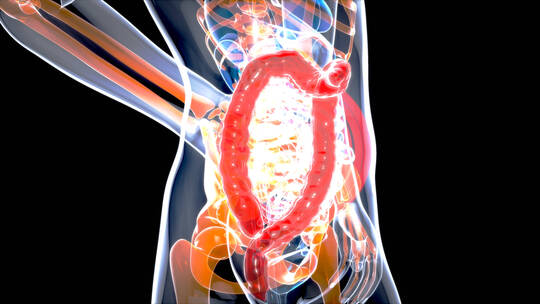 4k-3d人体消化器官内脏解剖概念