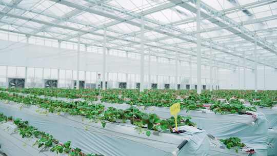 4K温室大棚种植草莓视频素材模板下载
