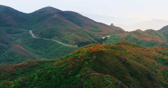 长沙浏阳大围山森林公园杜鹃花海航拍