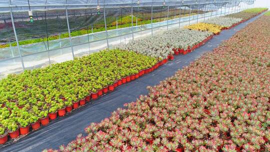 多肉种植基地航拍