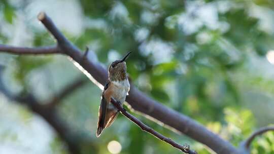 一只蜂鸟栖息在树枝上