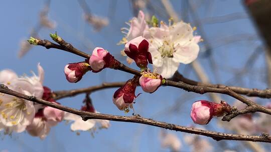 春天盛开的花朵微距