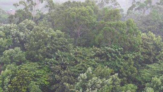 森林狂风暴雨树林下雨风吹雨打树丛大风大雨