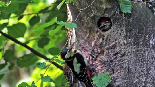 法国Vosges的大斑啄木鸟