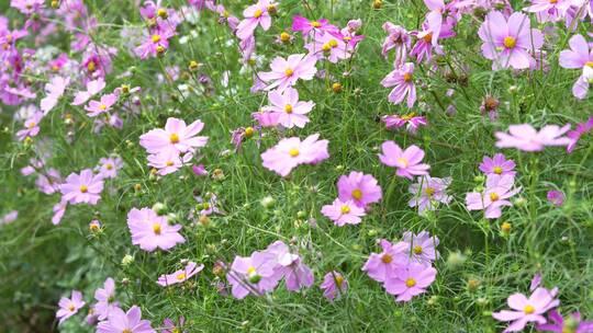 【精品】格桑花鲜花花朵微距特写视频素材模板下载