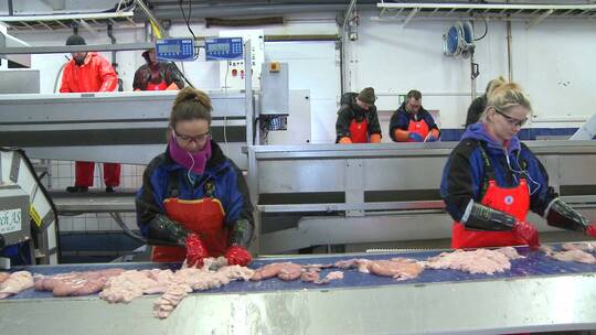 妇女在鱼类加工厂的装配线上工作