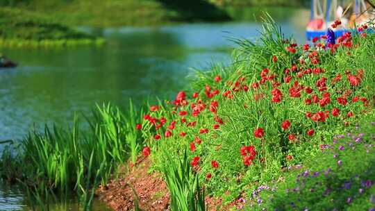 春天绿色花草湖水